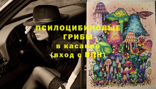 шишки Магас